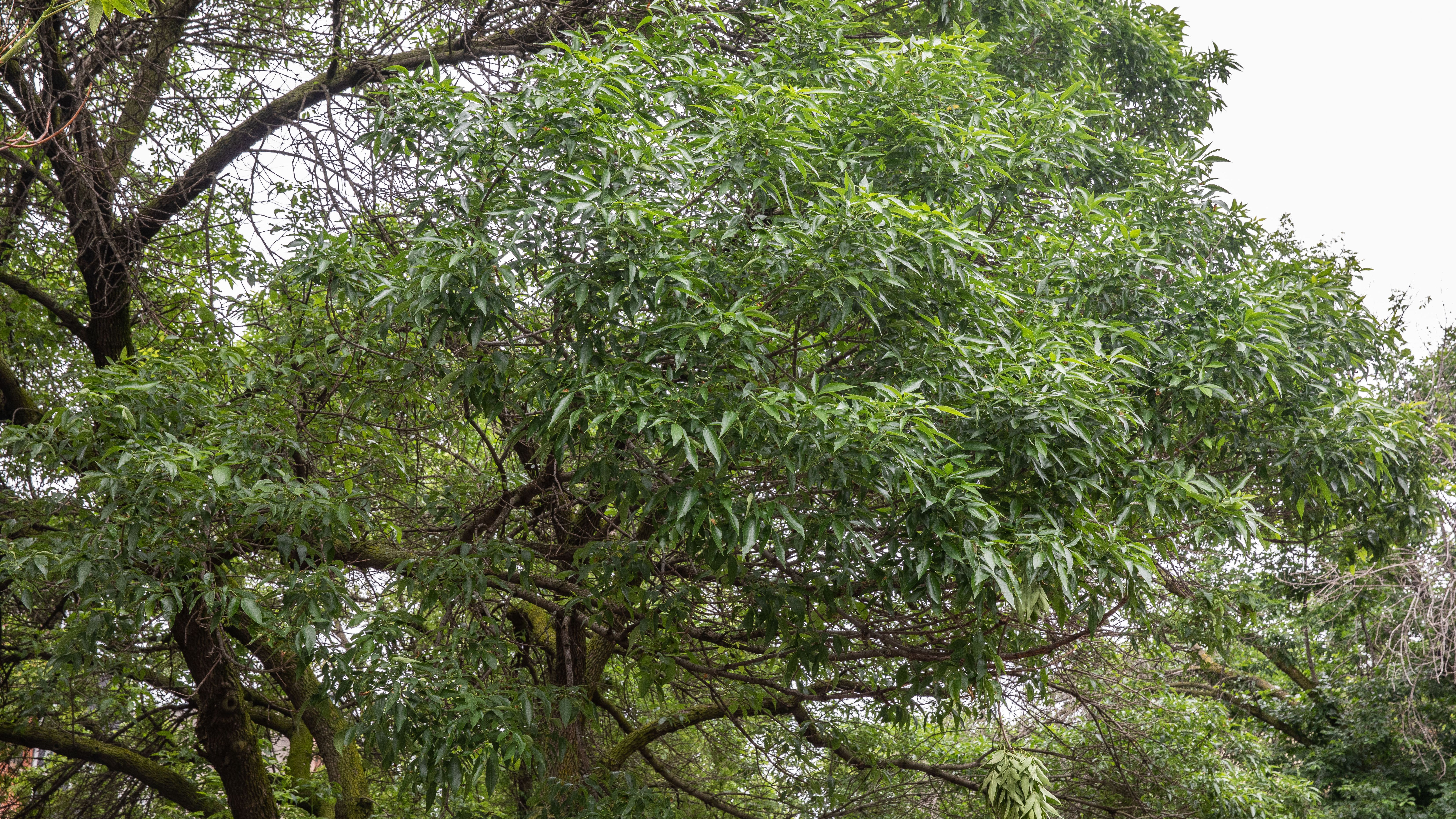 Species of Ash Trees