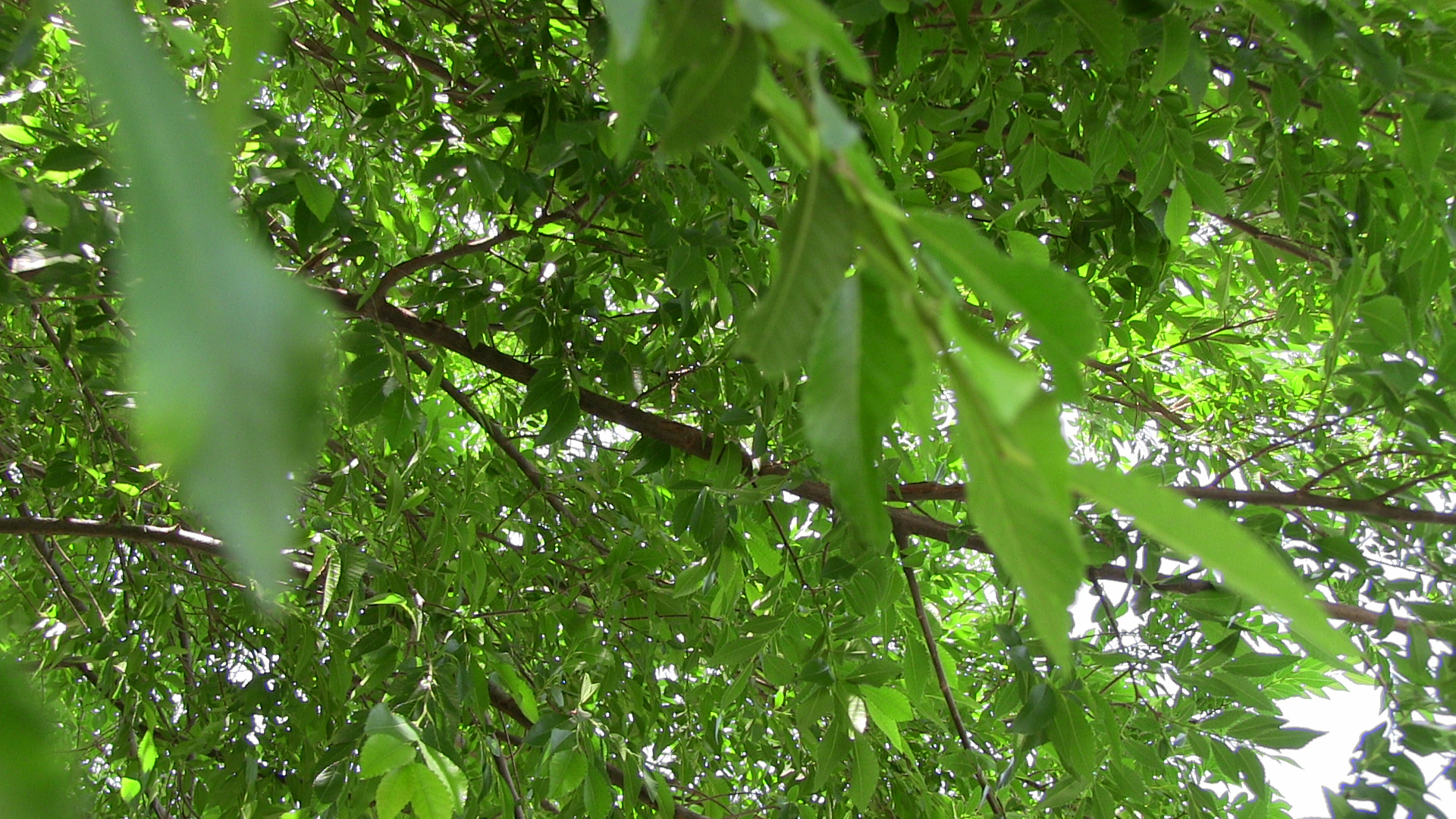 Why We Love Ash Trees in Our Landscape