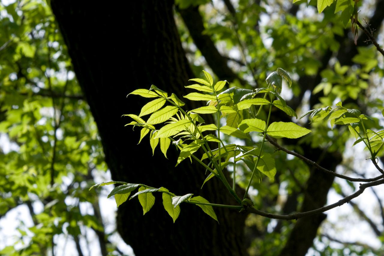 Ash Tree Planting and Growing Guide