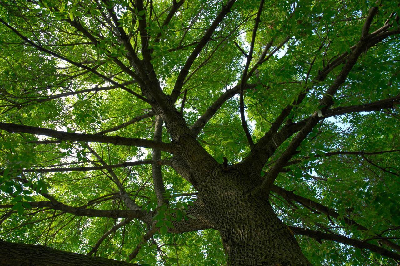 Ash Tree Planting and Growing Guide