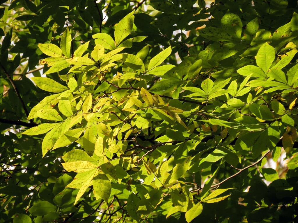 Ash, a Wild Edible with a Threatened Future The Planet