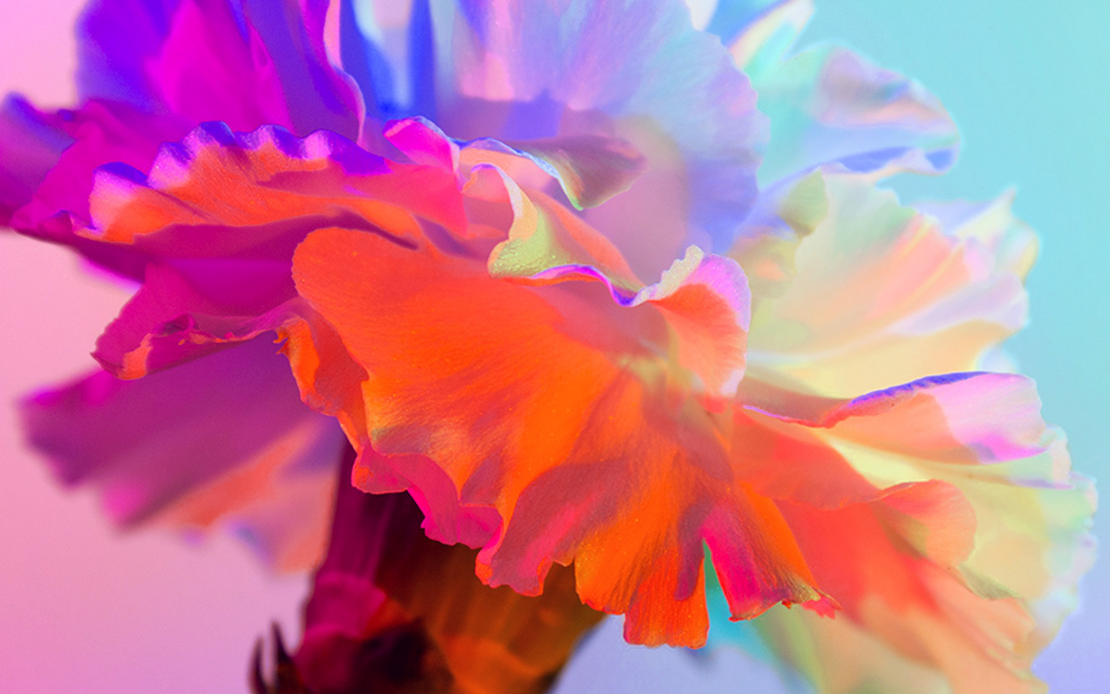 Art Spring Flower Rainbow Red Wallpaper