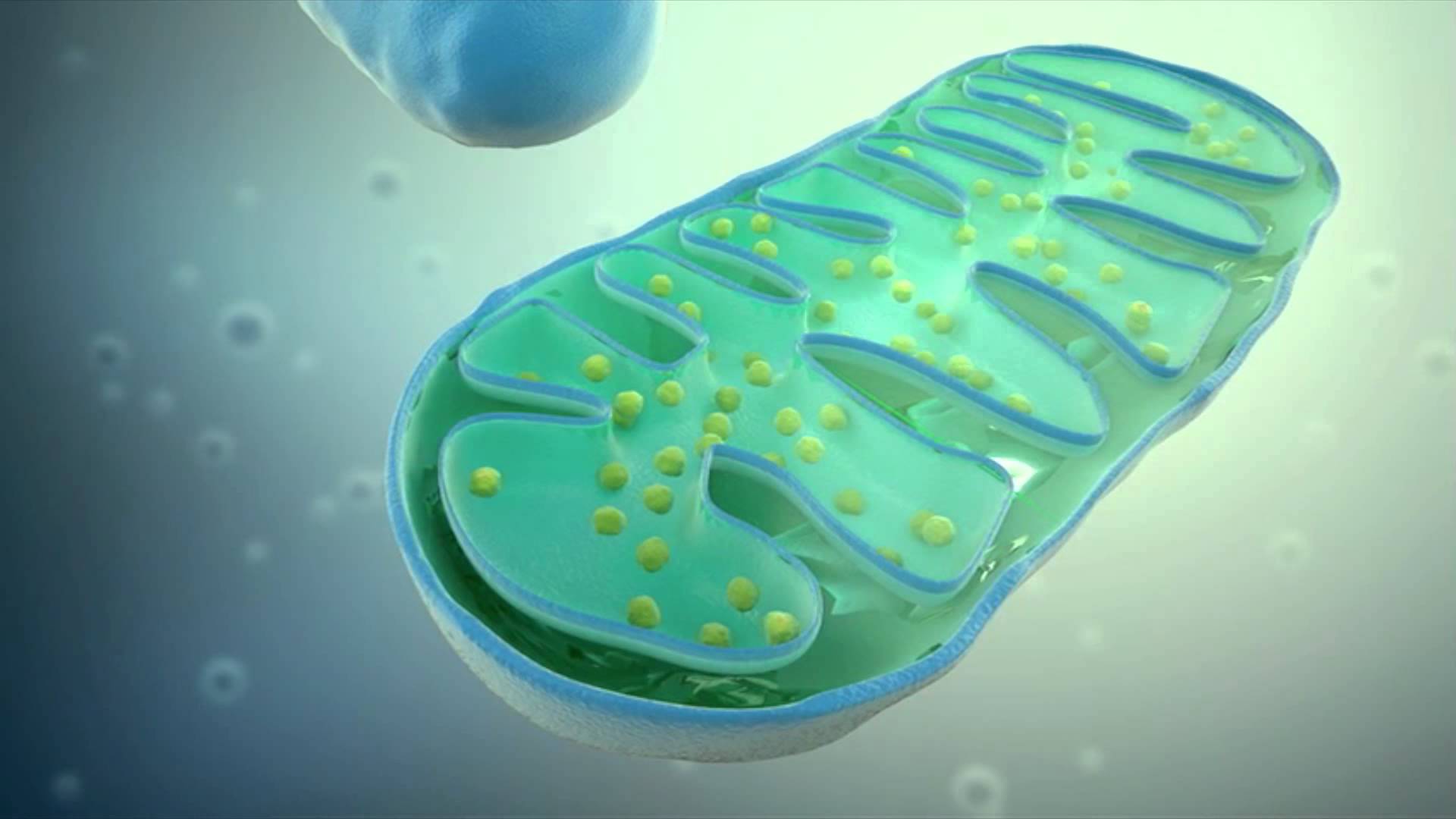 Bacterial enzymes against mitochondrial disease | Enhancing NAD