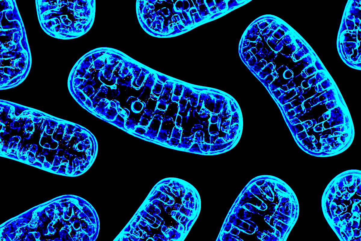 Quantum HealthBioresonance, naturopathy and nutrition advice to treat allergies, the menopause, stress, anxiety and depression and low energy. Mitochondria & Energy