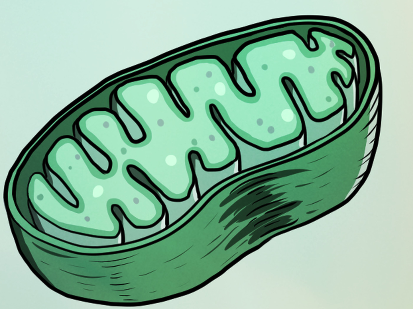 Sperm Self Sabotage To Make Sure Mothers Have A Bigger Influence On DNA