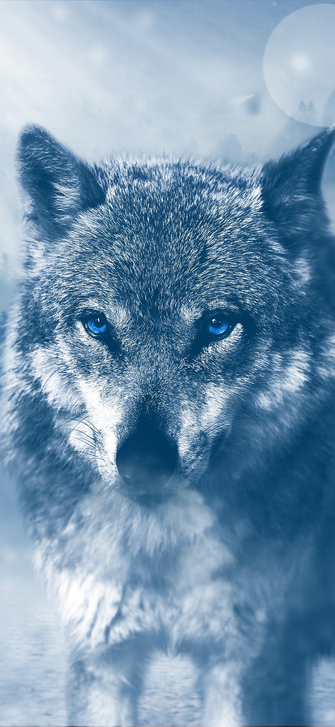 Wolf 4K Wallpaper