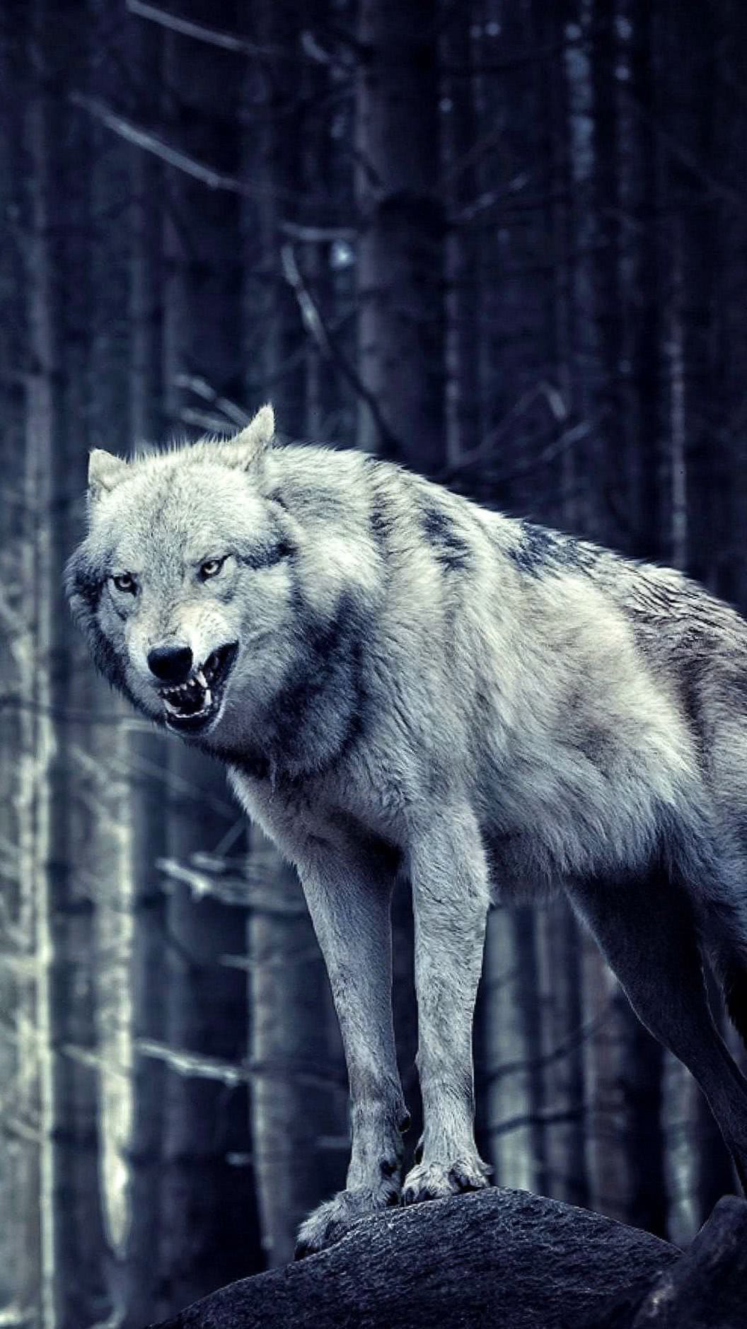Lone Wolf Wallpaper For iPhone