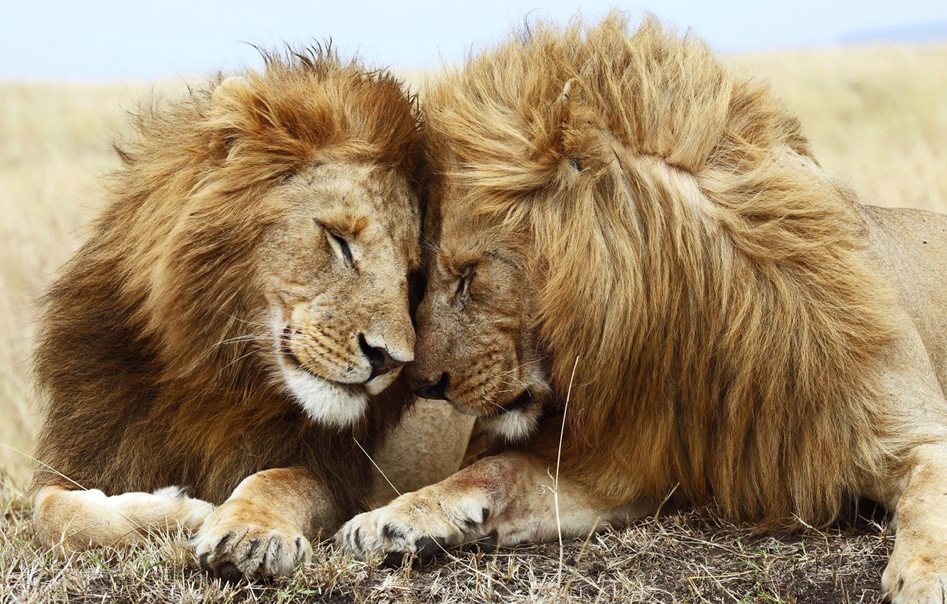 Wallpaper friendship, cute, Lions, family, partners, companionship image for desktop, section животные