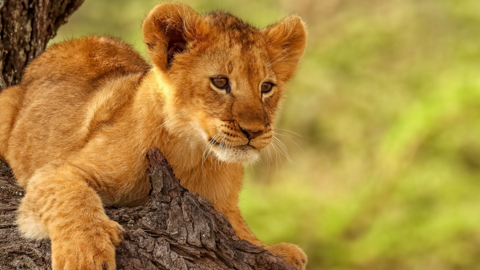 Lion cub, cute, animal wallpaper, HD image, picture, background, 51c2ab