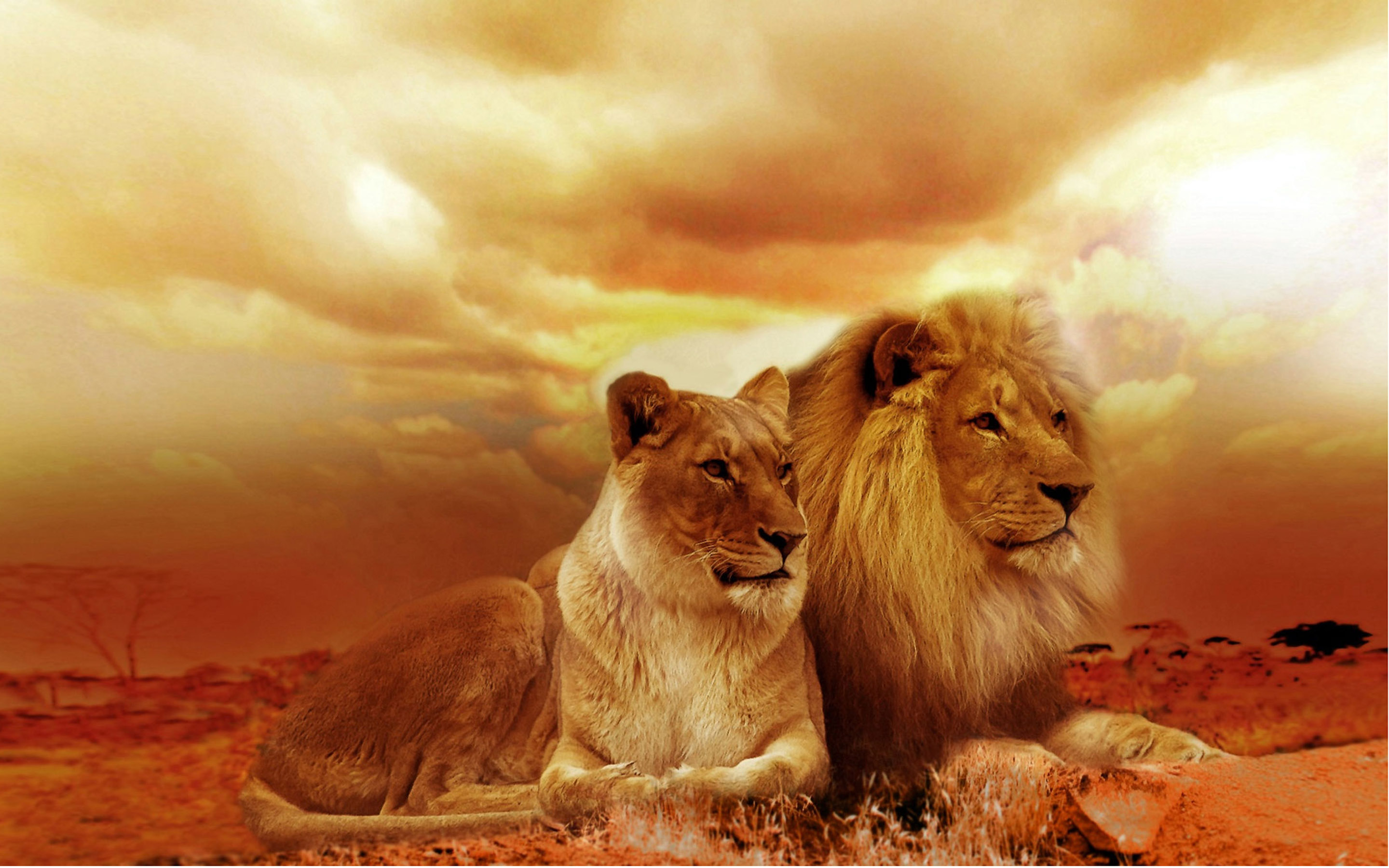 Beautiful Male and Female Lion in Africa by Christine Sponchia HD Wallpaper