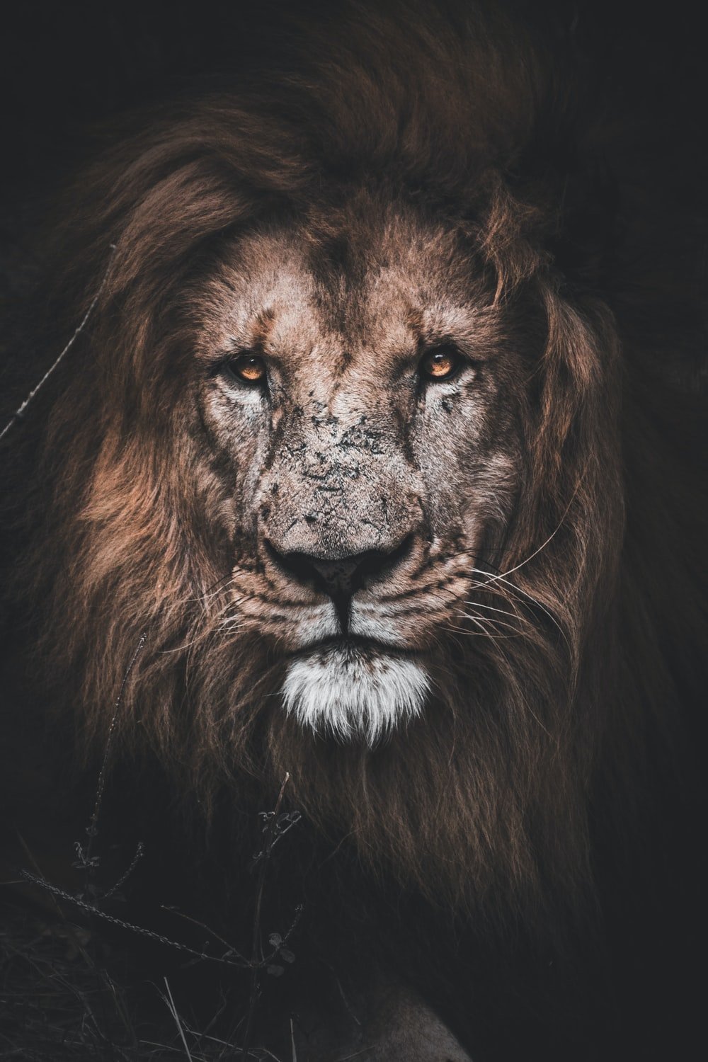 Lion Face Picture. Download Free Image