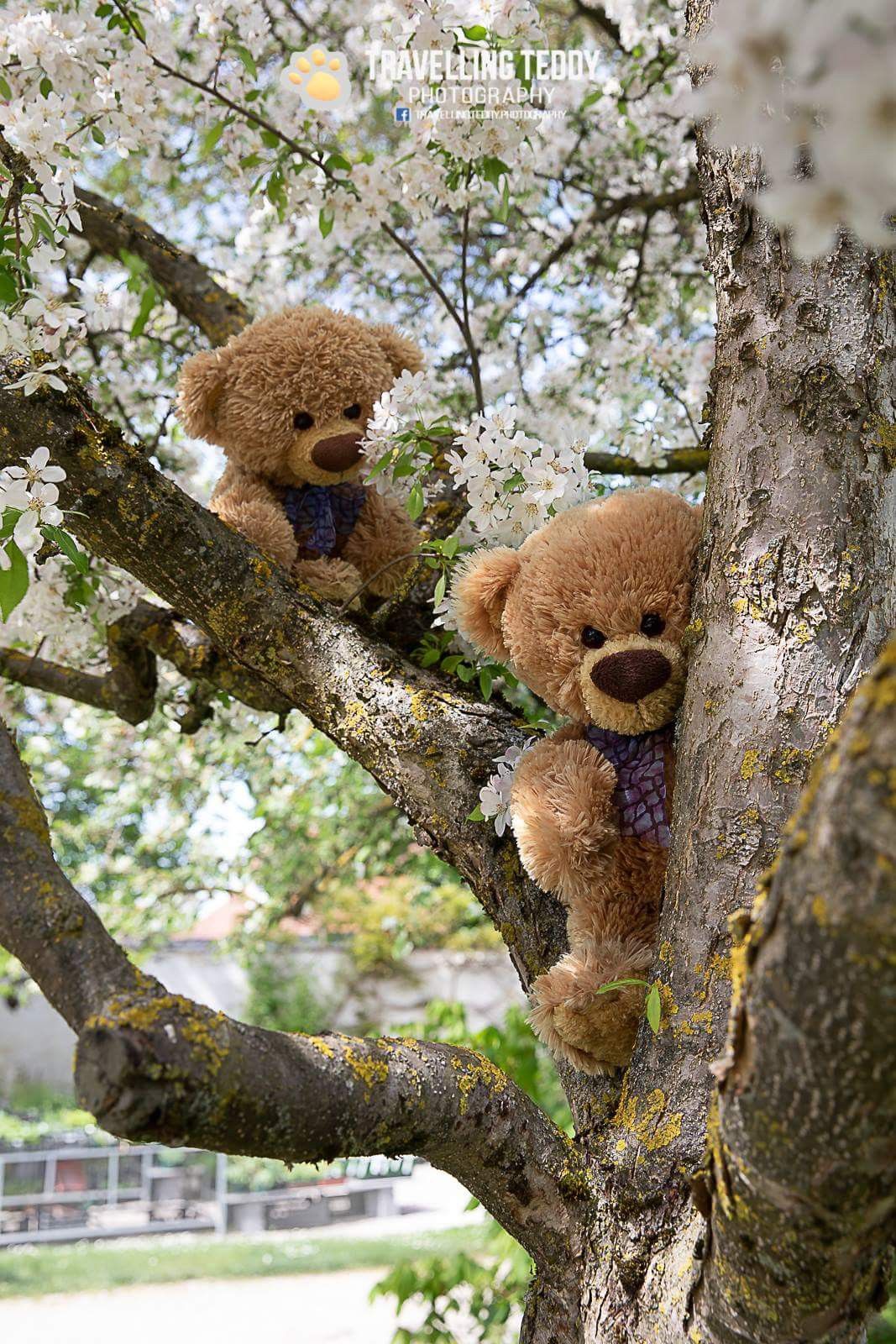 Spring Blossom Bears. Teddy bear image, Teddy bear picture, Teddy bear wallpaper