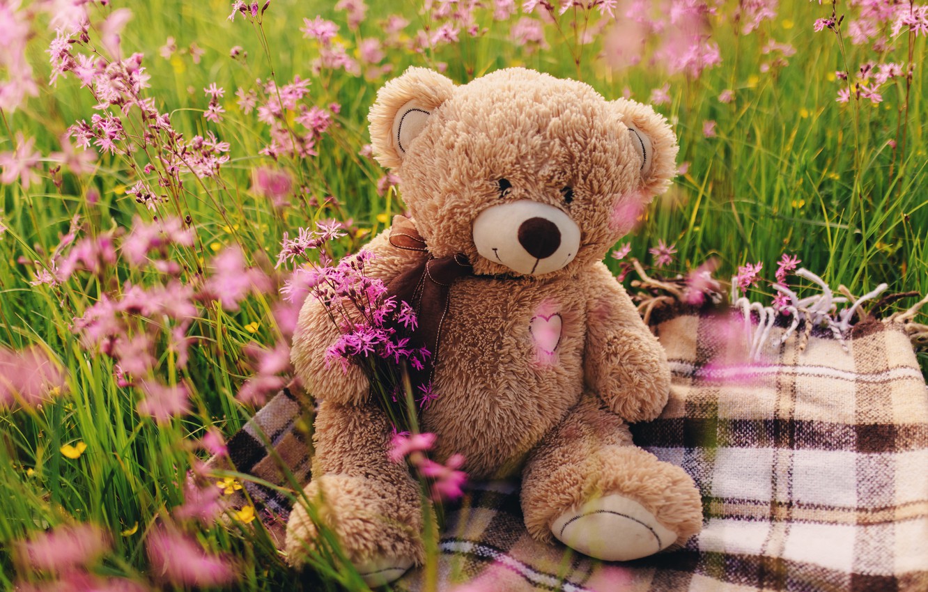 Wallpaper field, flowers, bear, love, field, heart, pink, flowers, romantic, spring, teddy bear, cute, meadow image for desktop, section настроения