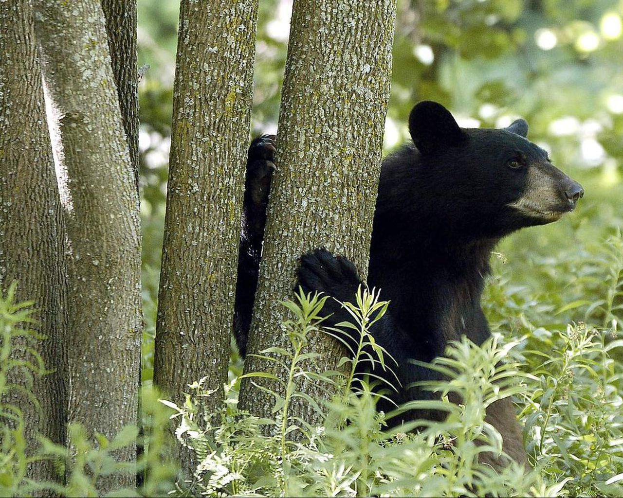 Local wildlife. Black Bear. Springtime for the Bear. Spring Bear.