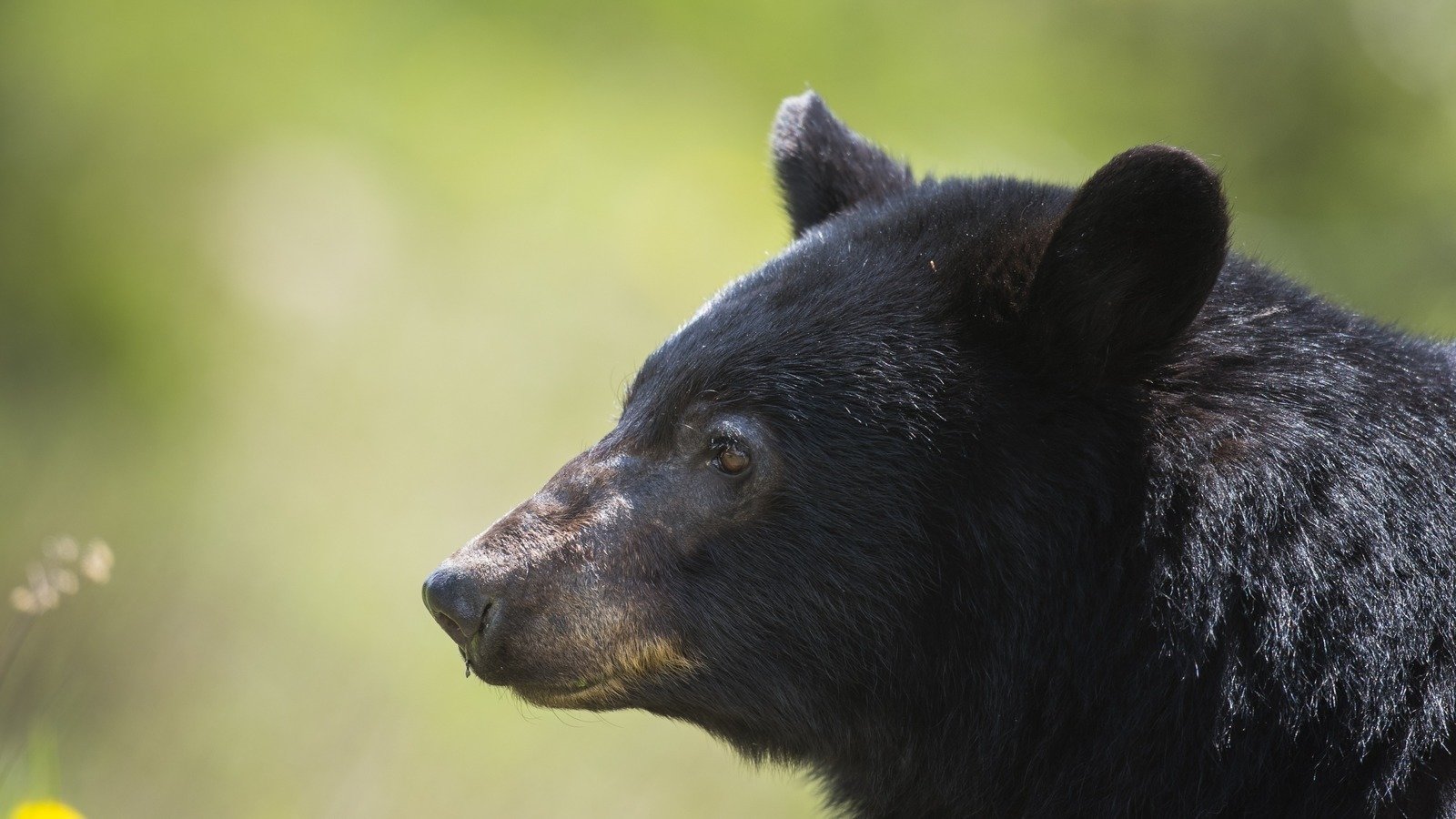 Petition · URGENT: Help Permanently Ban Spring Bear Hunting In Washington! · Change.org