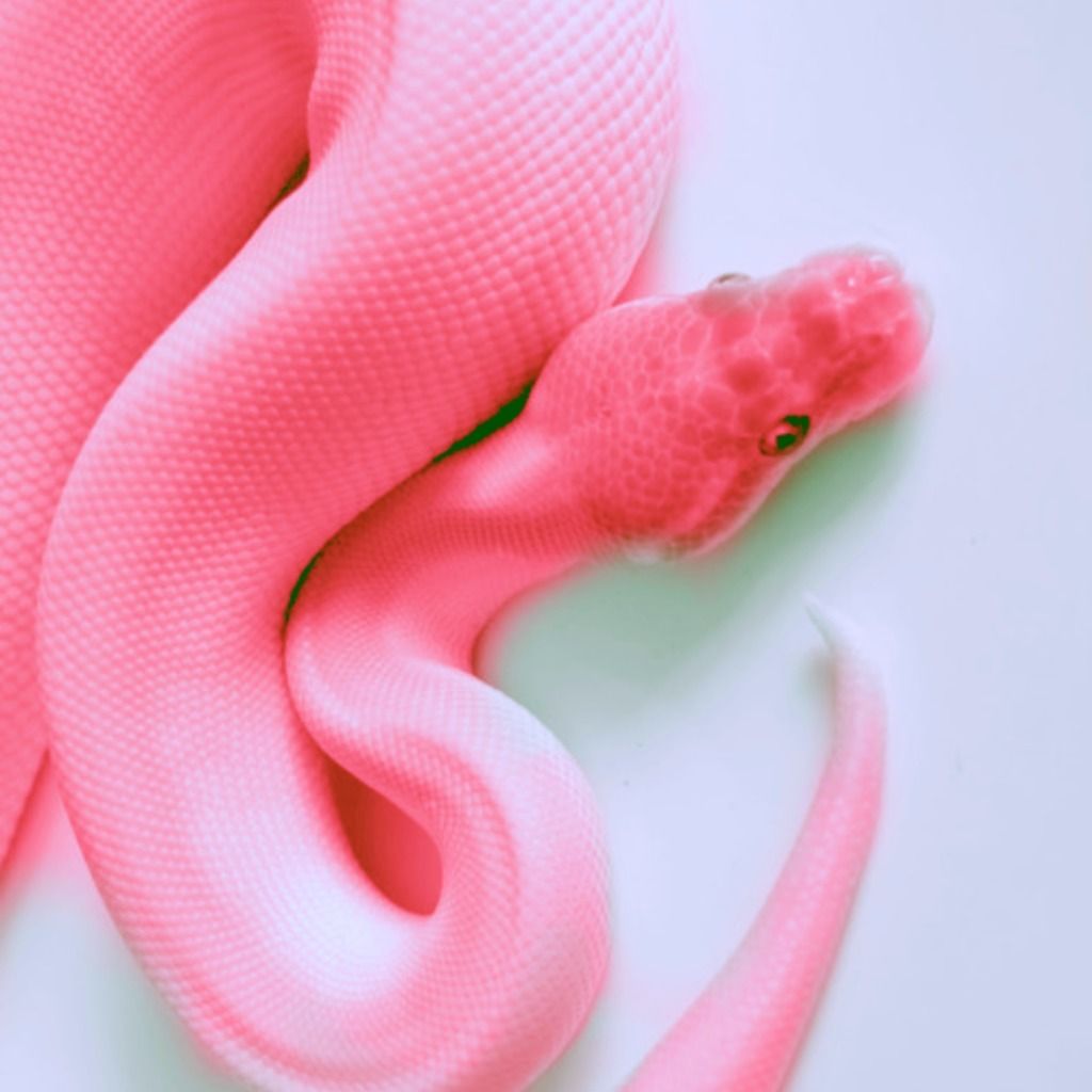Pink Snake HD Wallpaper Free Pink Snake HD Background