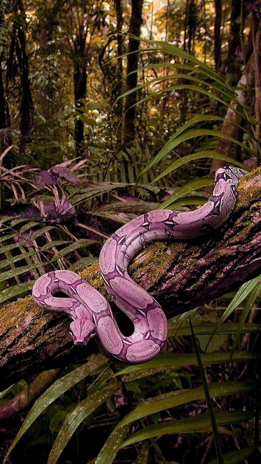Pink snake. Snake wallpaper, Cute snake, Snake
