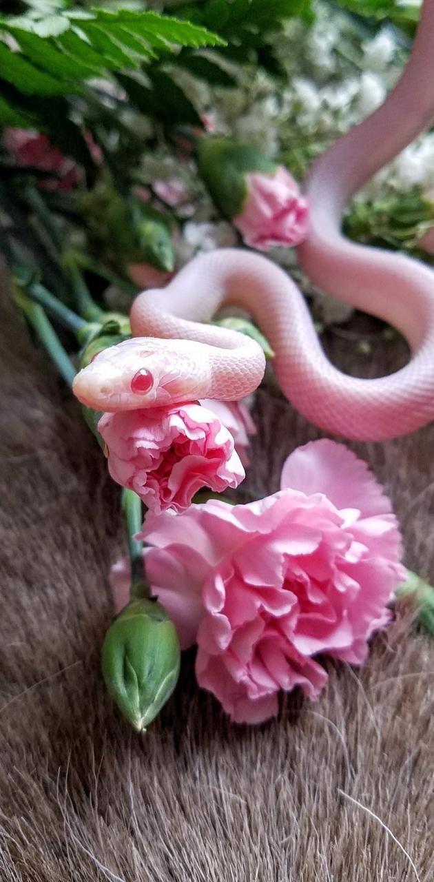 Pink Snake wallpaper