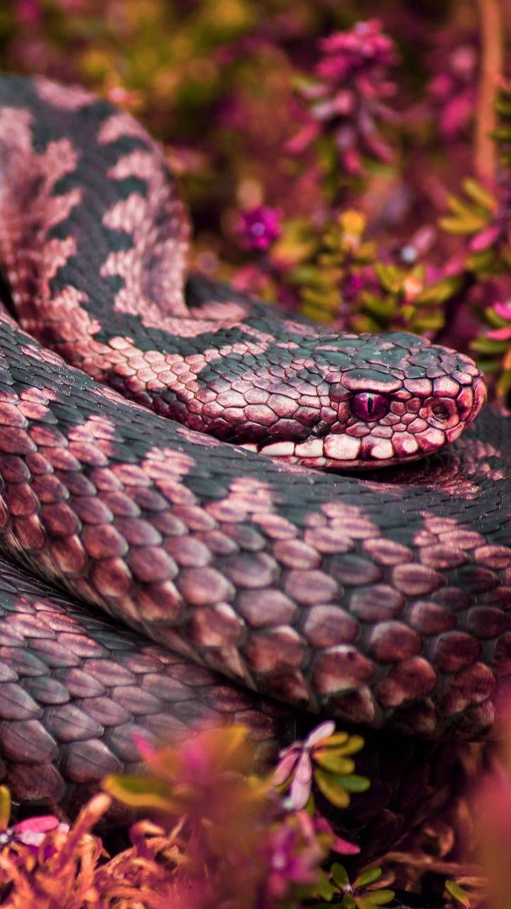 Pink snake by georgekev. Snake wallpaper, Pink snake, Pretty snakes