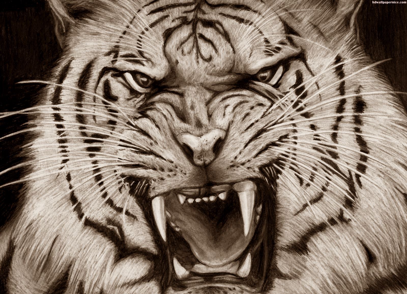 Tiger Scary Face Pencil Art HD Wallpaper Art Image HD
