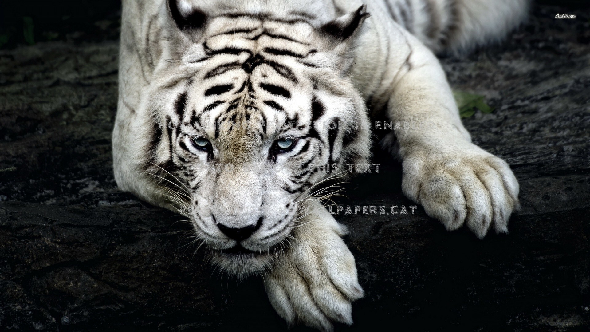 scary white tiger bengal siberian animals
