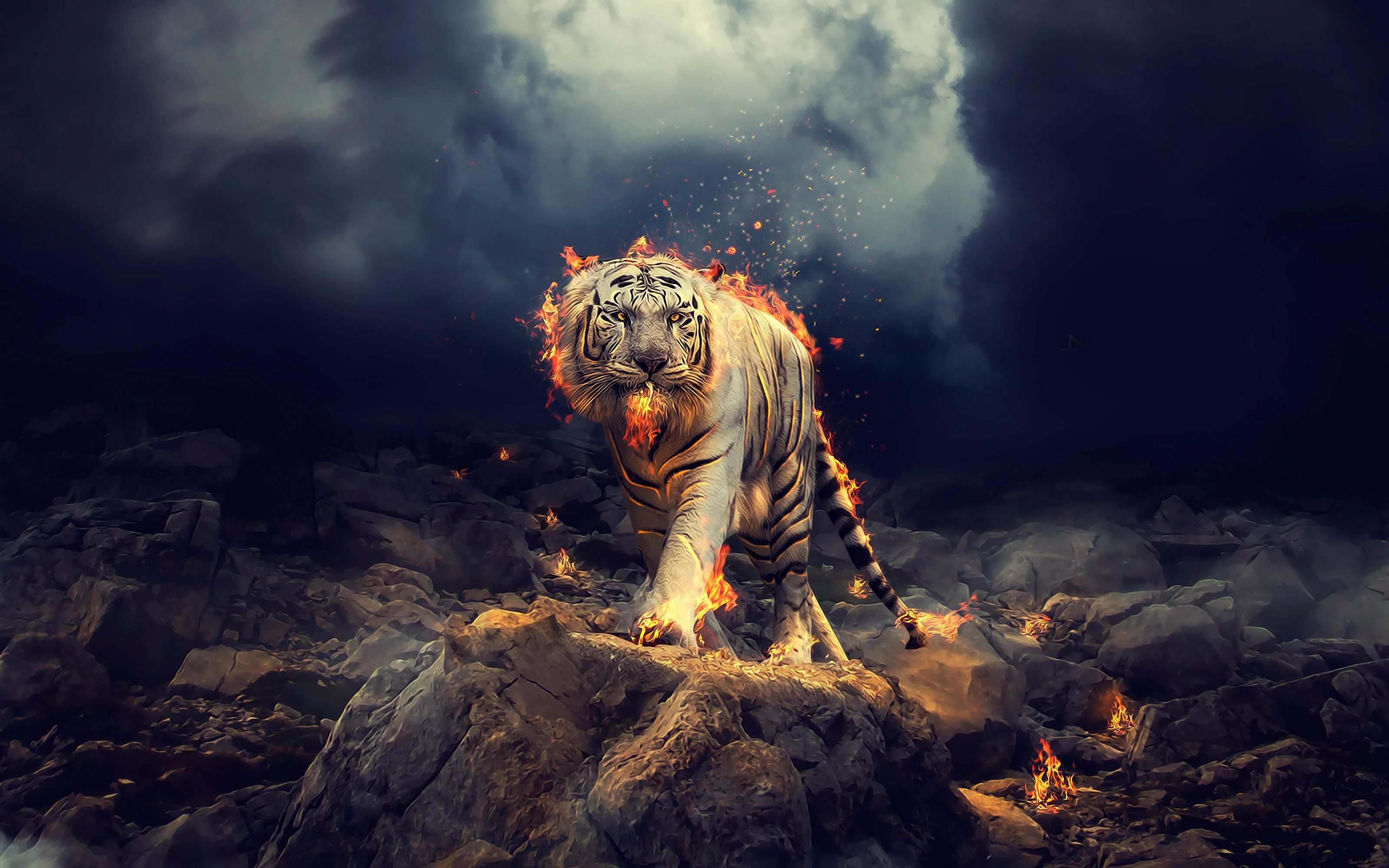 White Tiger Wallpaper Free White Tiger Background