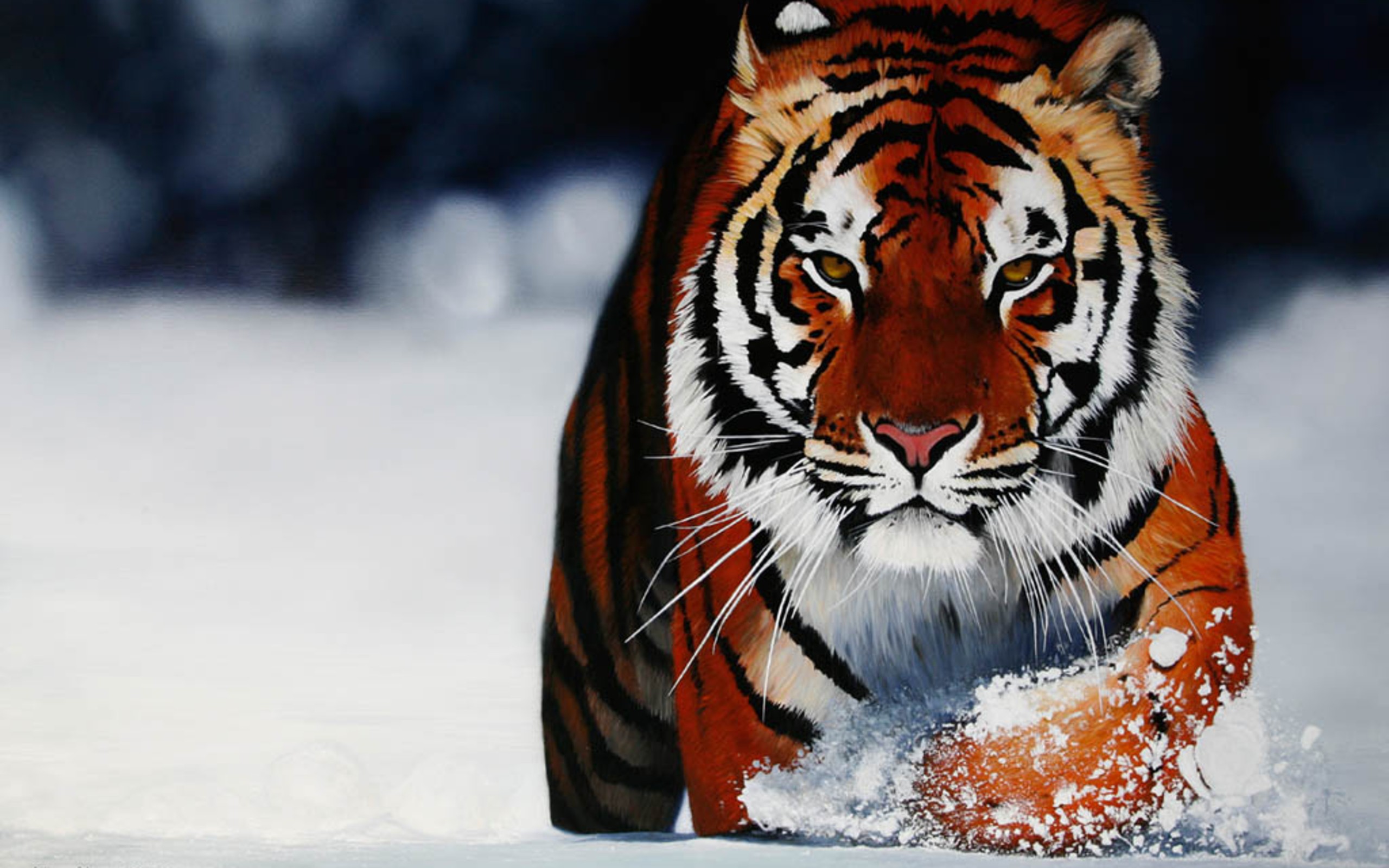 wild, Tiger, In, The, Snow Wallpaper HD / Desktop and Mobile Background