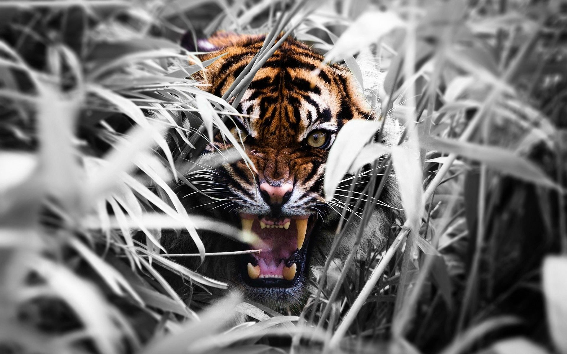 Angry Tiger Wallpaper Free Angry Tiger Background
