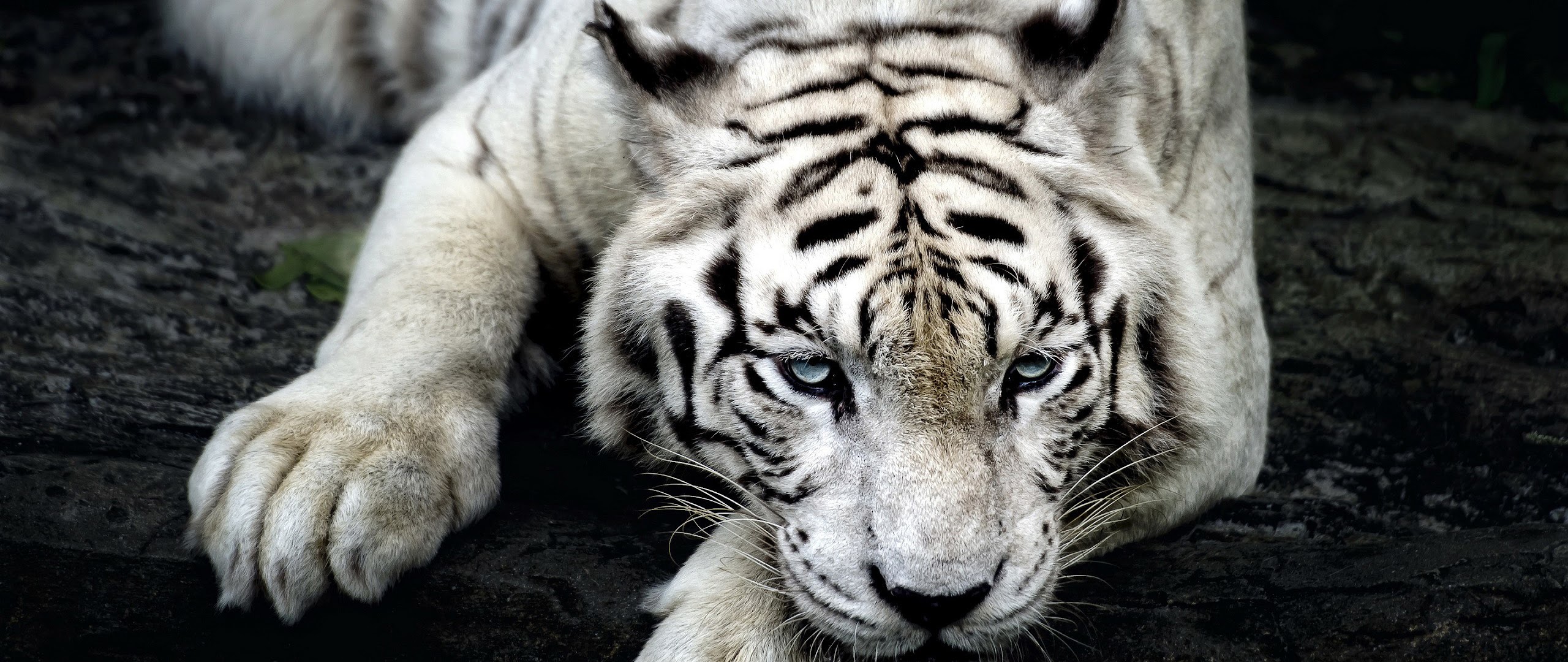 White Tiger 4K Wallpaper