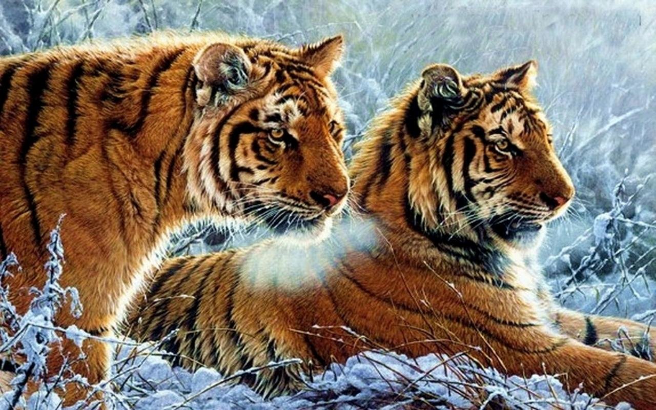 Tiger wallpaper 1280x800 desktop background
