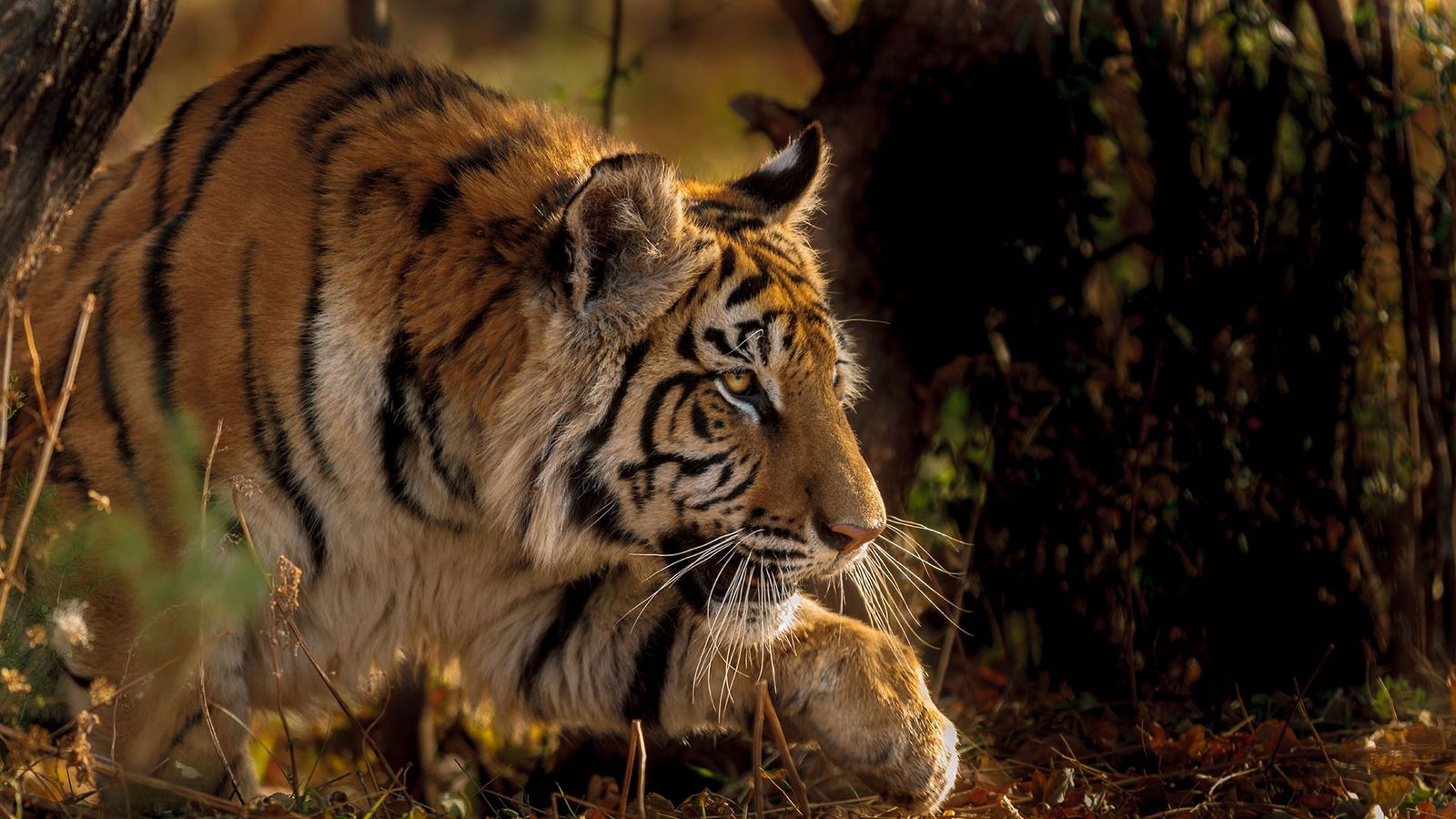 Tales of the tiger: searching for big cats in India's wildest state