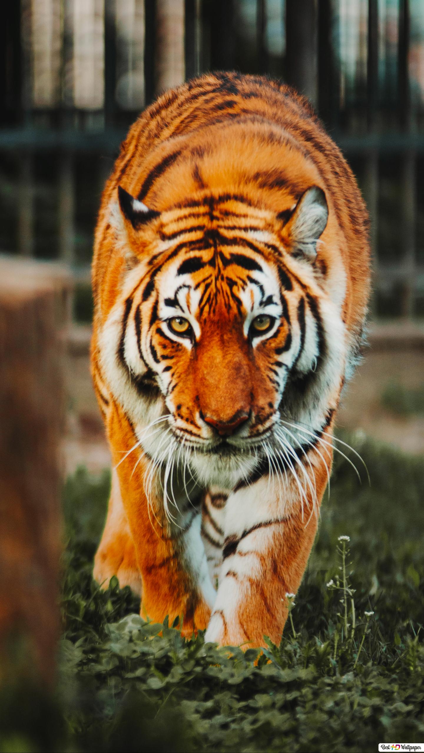 Bengal Tiger HD wallpaper download