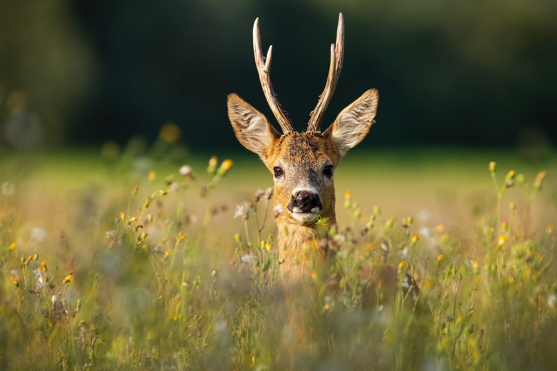 Roe Deer Wallpapers - Wallpaper Cave