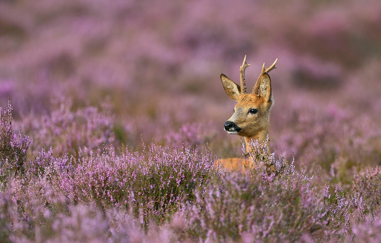 Wallpaper thickets, horns, Heather, European ROE deer image for desktop, section животные