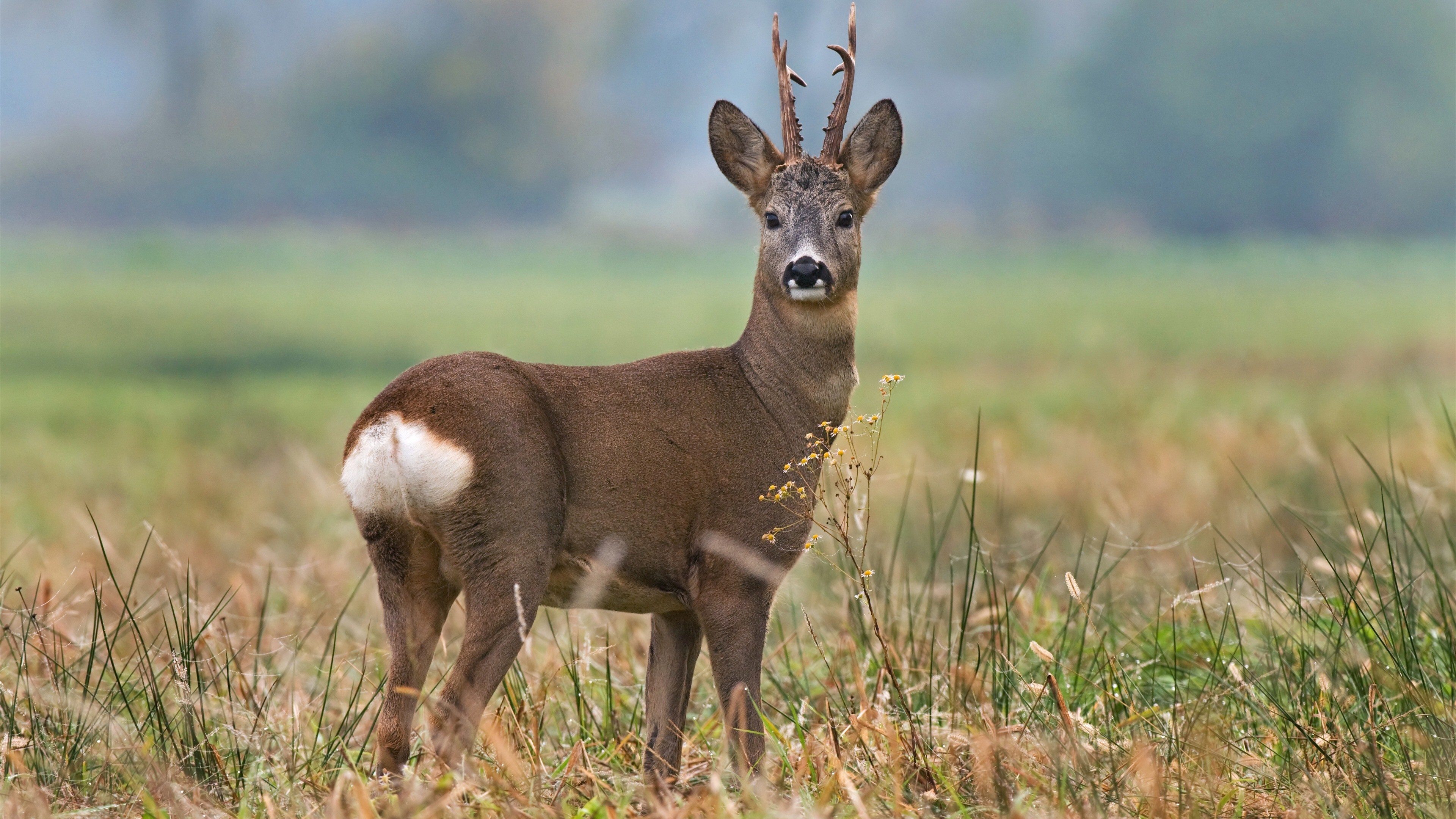 Roe Deer Wallpapers - Wallpaper Cave