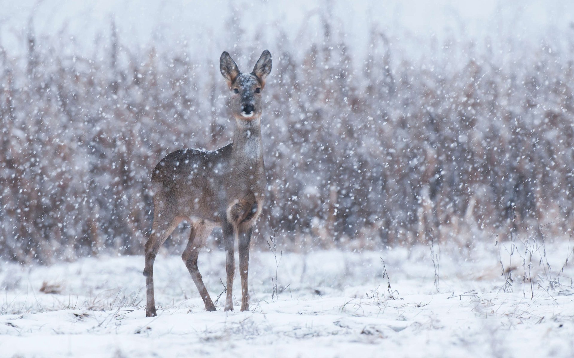 Roe Deer Wallpapers - Wallpaper Cave