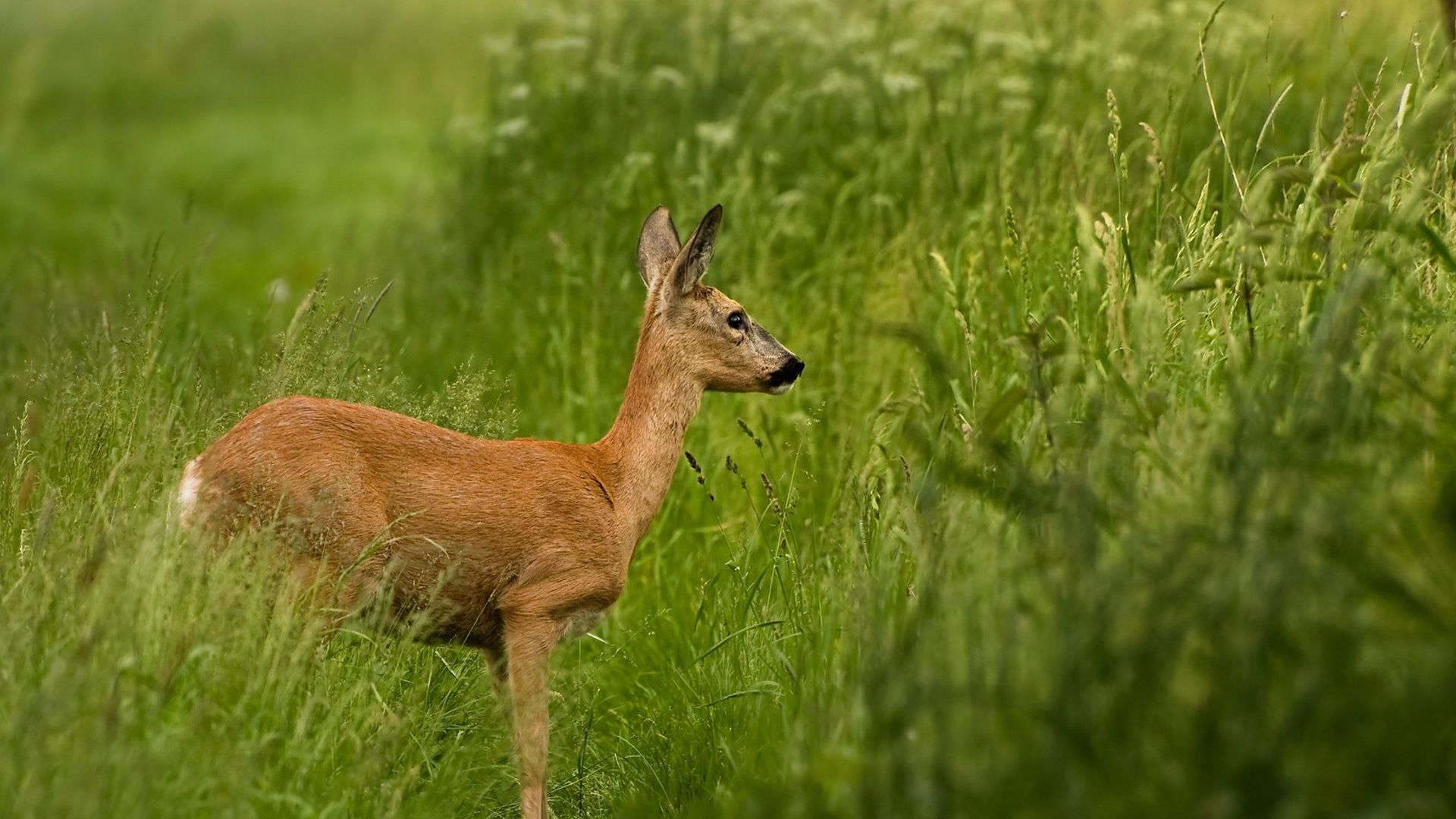 Roe Deer Wallpapers - Wallpaper Cave