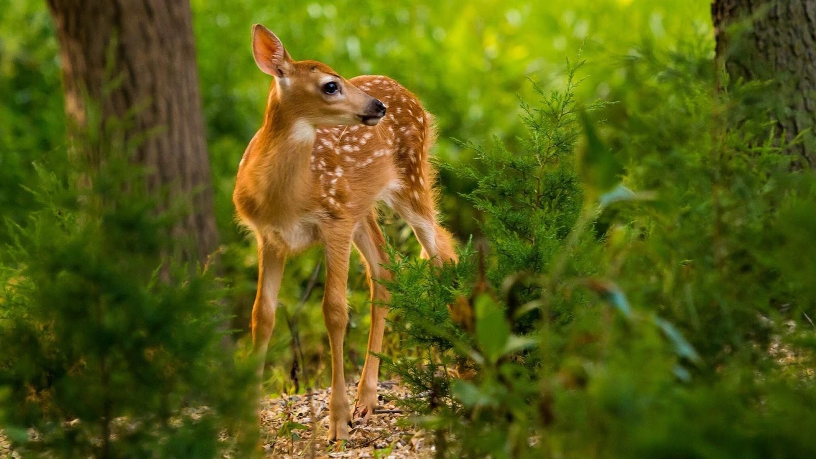 Roe Deer Wallpapers - Wallpaper Cave