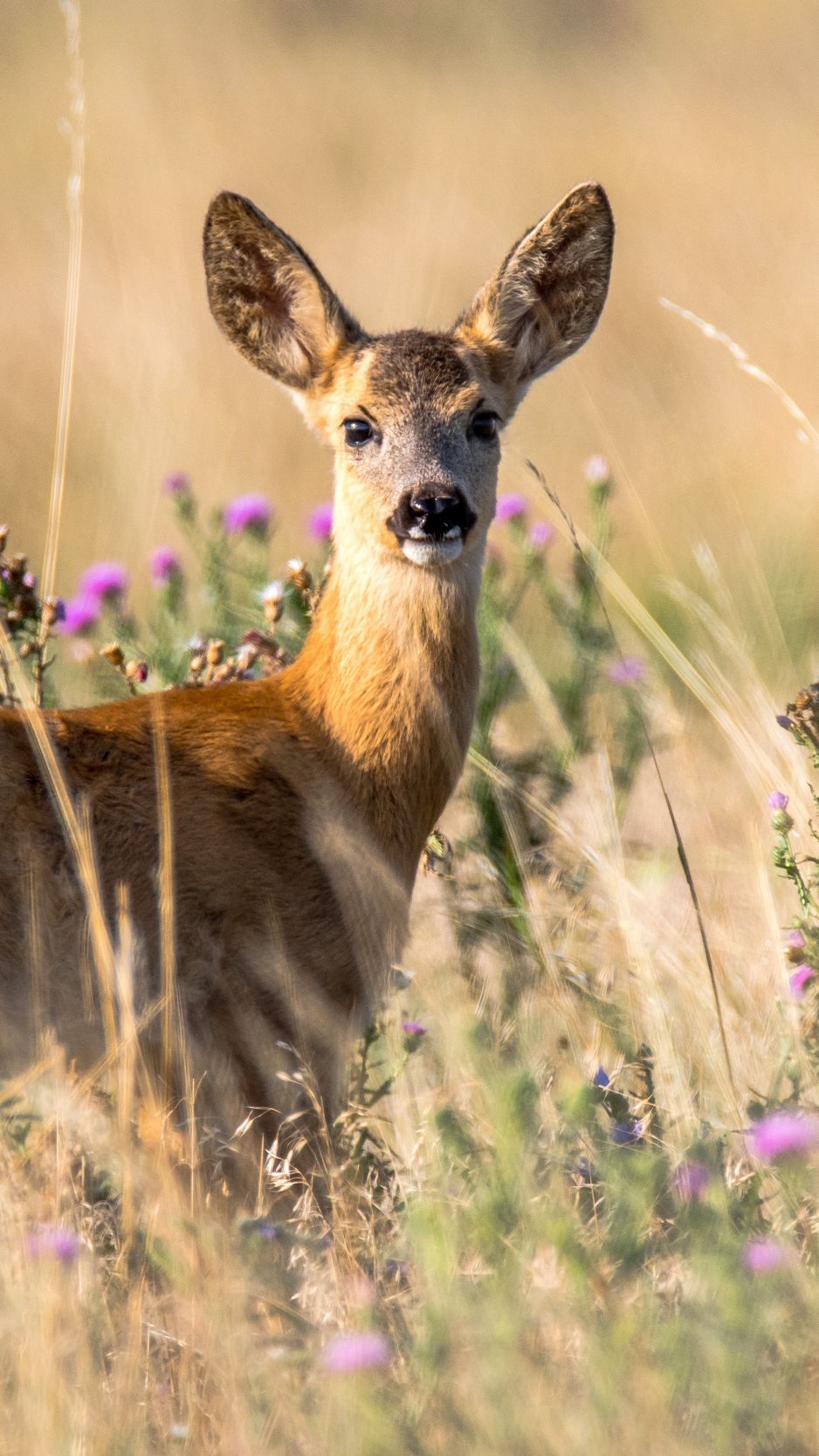 Roe Deer Wallpapers - Wallpaper Cave