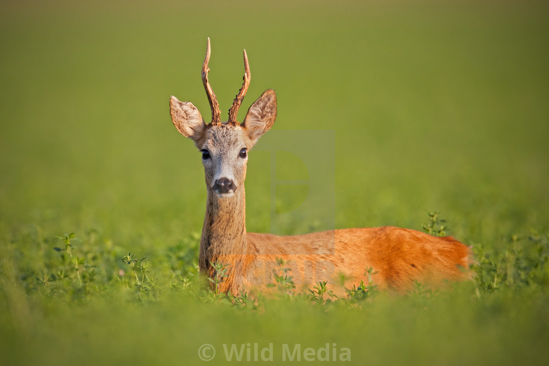 Roe deer, caprelous capreolus, buck in clover with green blurred background., download or print for £9.92