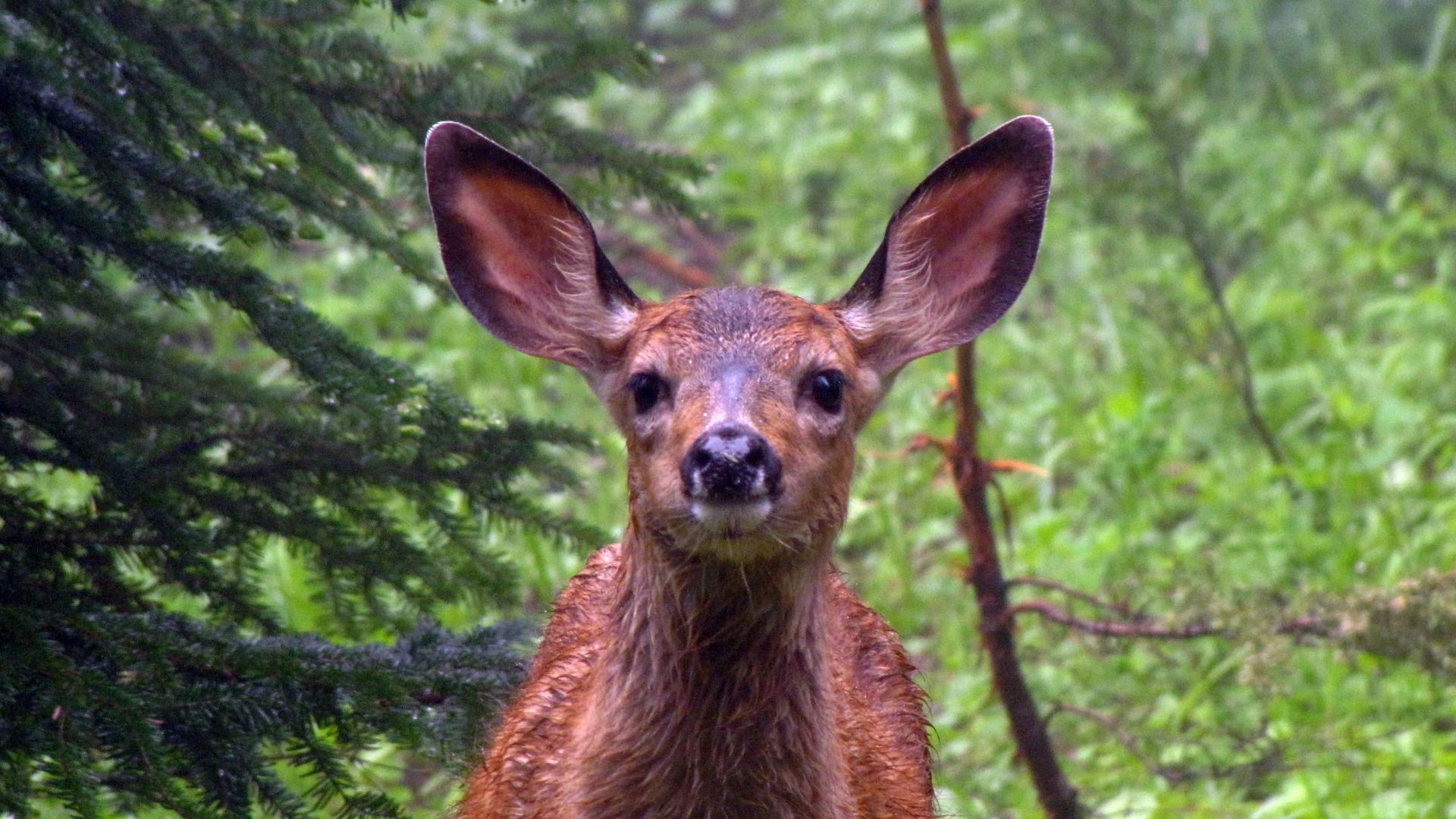 Roe deer, muzzle, wild animals, cute wallpaper, HD image, picture, background, d8ca5d
