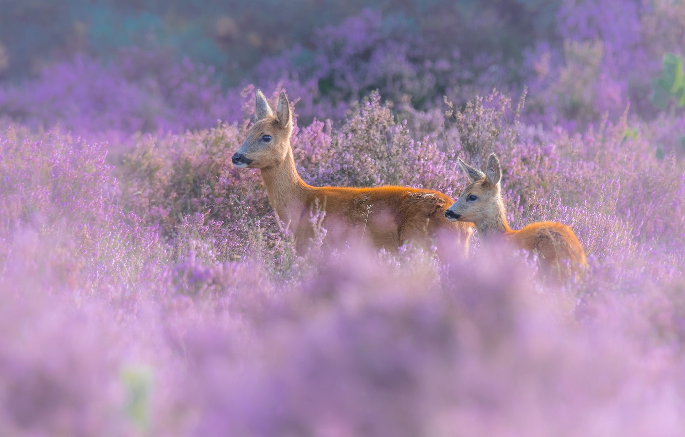 Roe Deer Wallpapers - Wallpaper Cave
