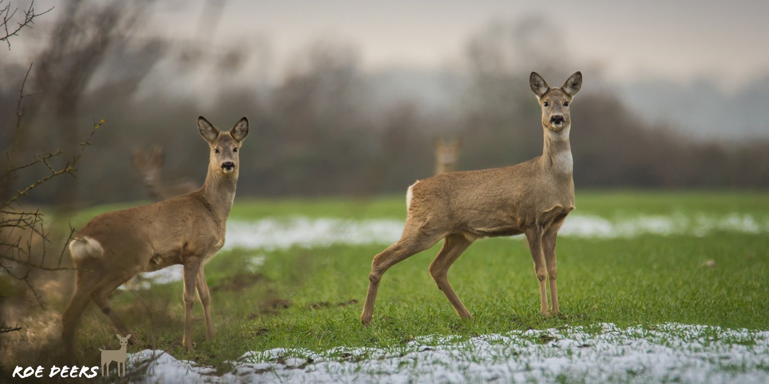 Roe Deer Wallpapers - Wallpaper Cave