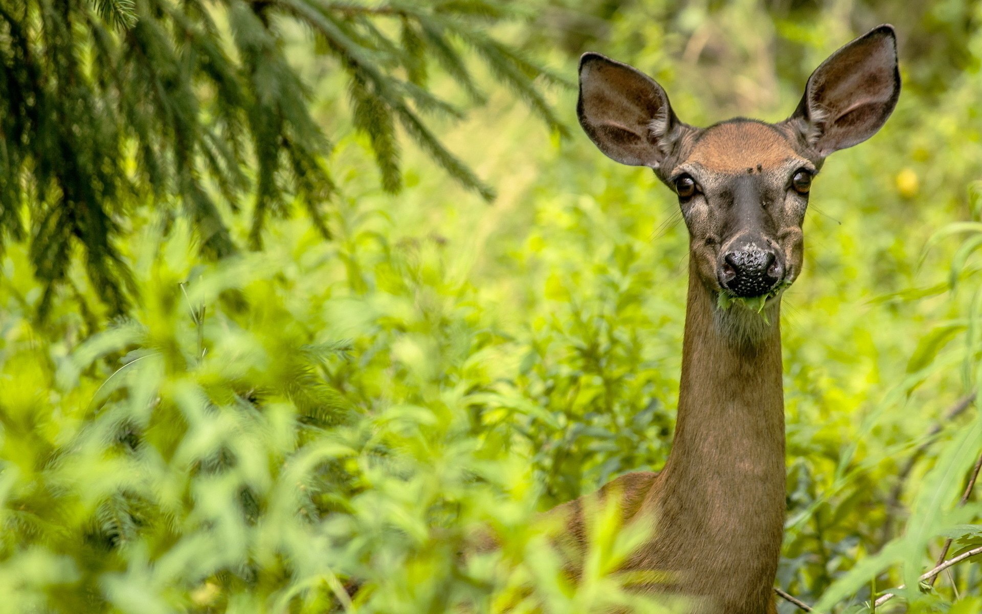 Roe Deer Wallpapers - Wallpaper Cave