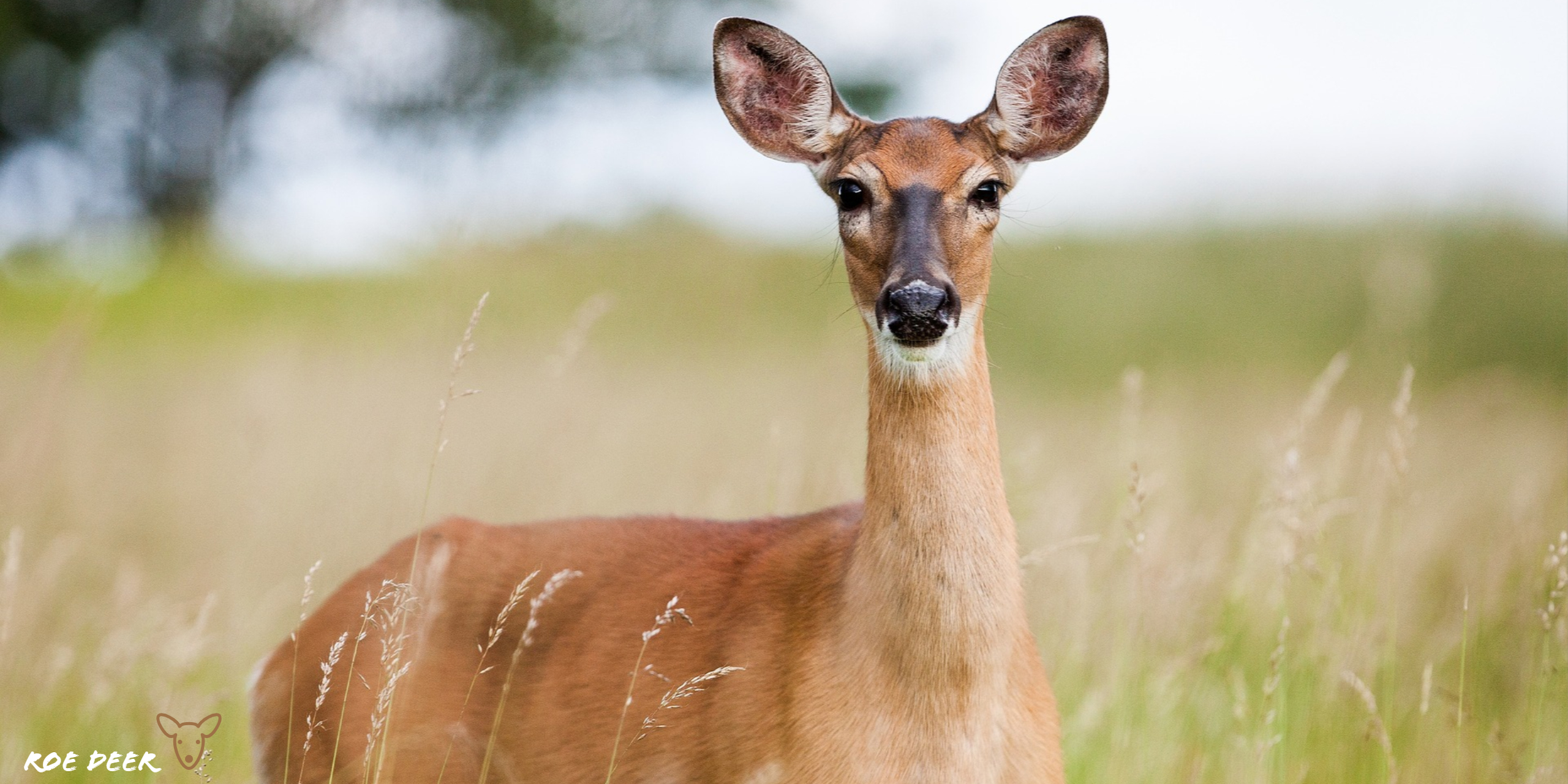 Roe Deer Wallpapers - Wallpaper Cave