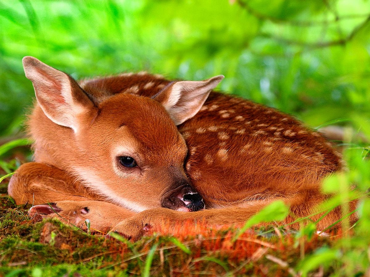Roe deer wallpaper HD. Download Free background