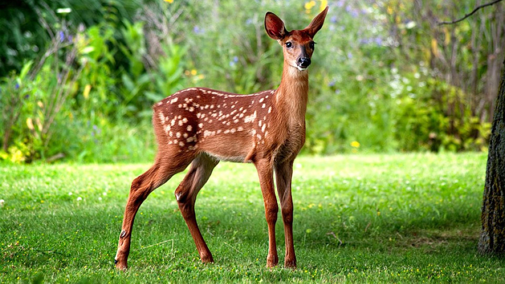 Roe Deer HQ Desktop Wallpaper 28208