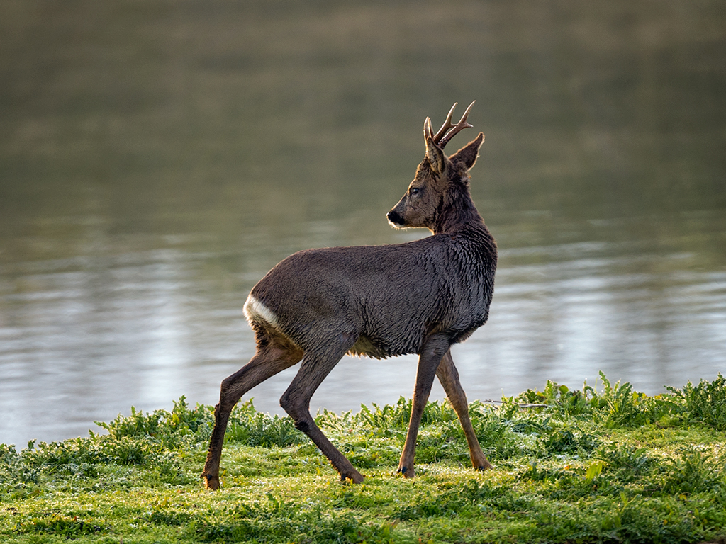 Roe Deer Wallpapers - Wallpaper Cave