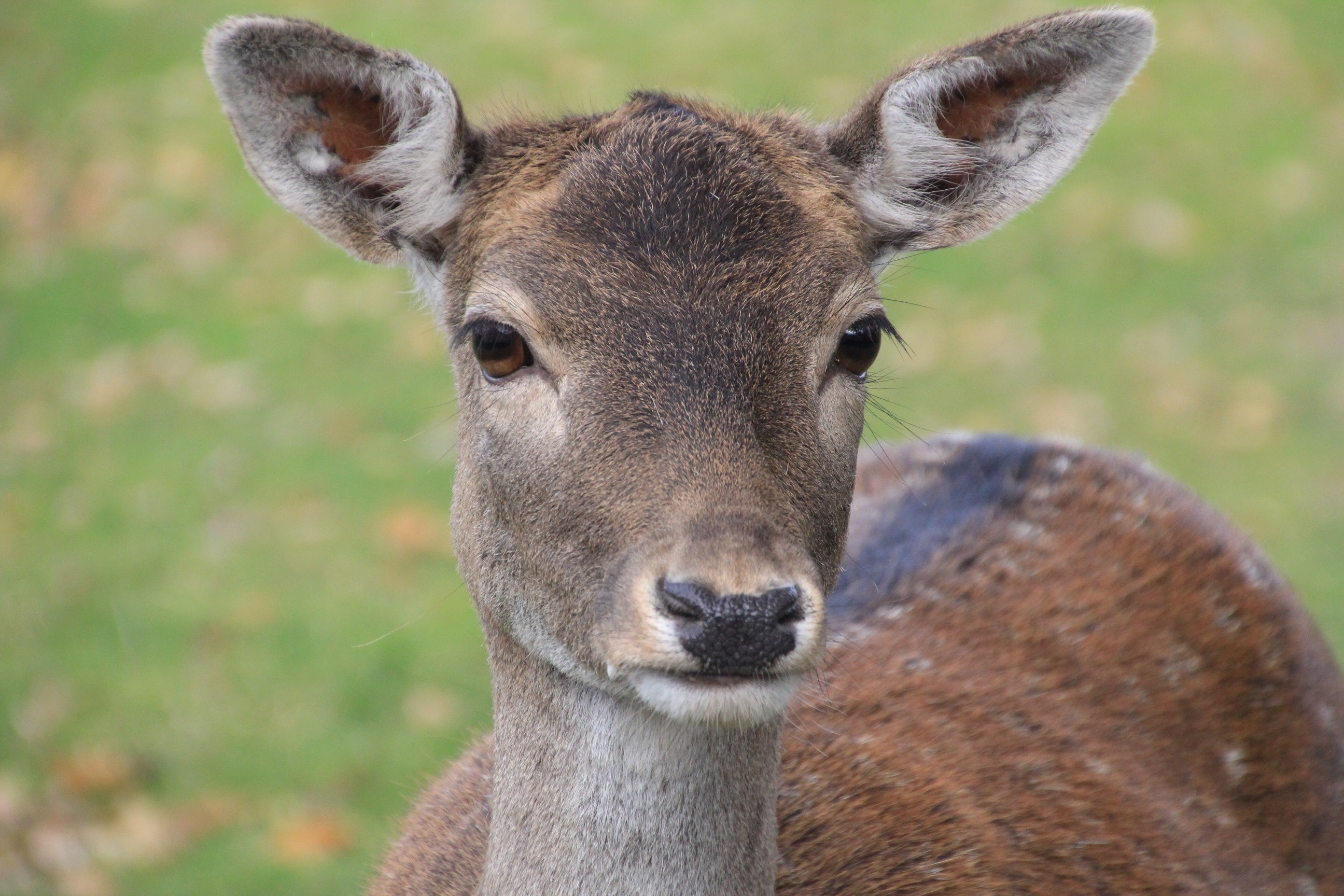 Brown Deer · Free