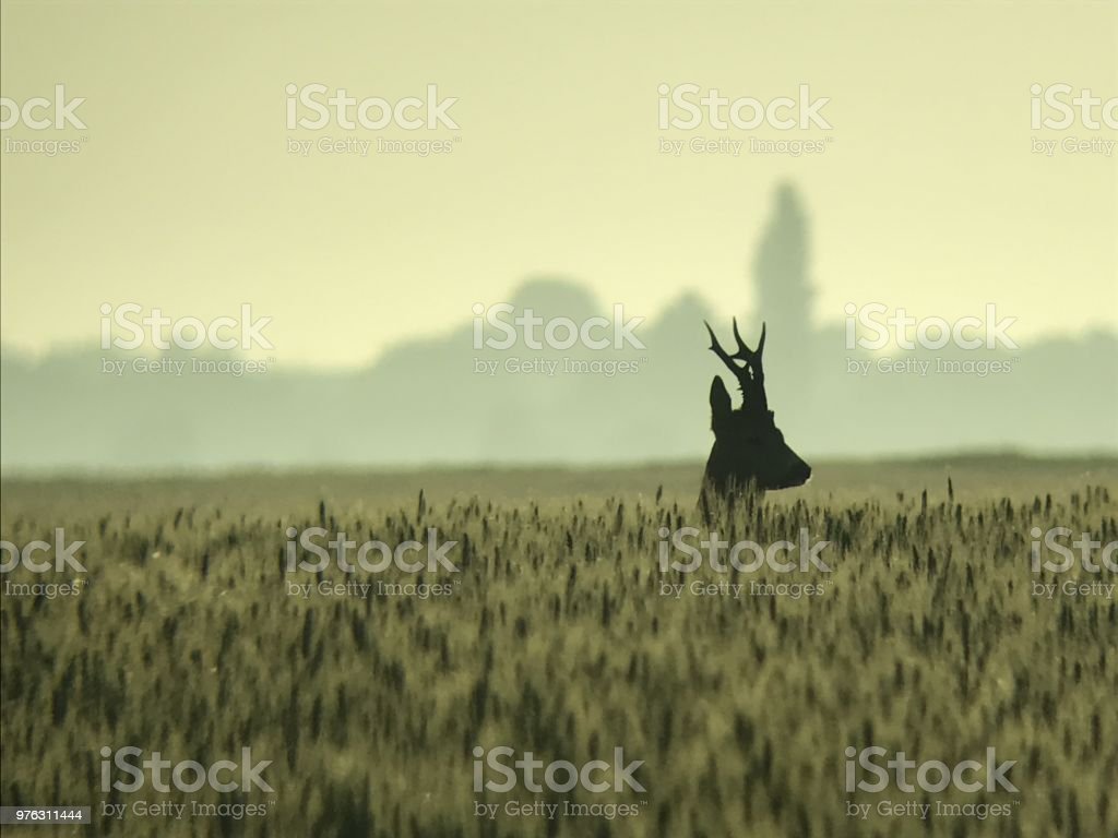 Gold Roe Deer Image Now